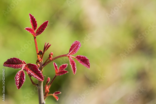 New poison oak  Toxicodendron diversilobum  leaves and berries  California