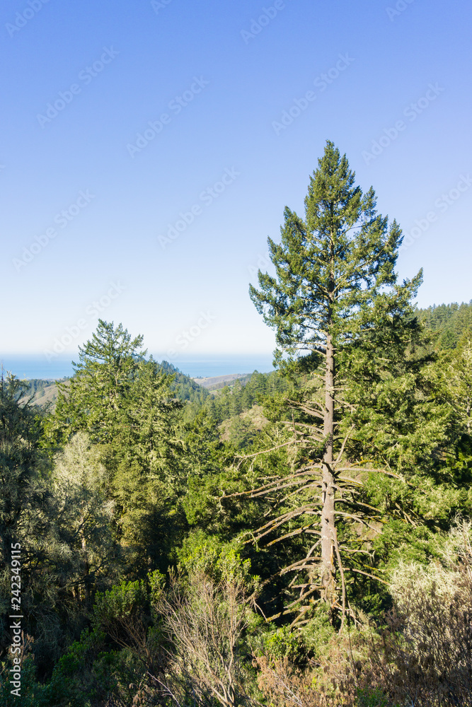 Tall Douglas Fir (Pseudotsuga menziesii) on the coastal hills of San Francisco bay peninsula, California Tall Douglas Fir (Pseudotsuga menziesii) on the coastal hills of San Francisco bay peninsula, California