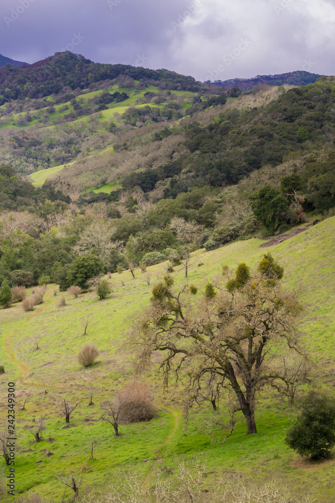 Meadow on the valleys of Rancho Canada del Oro Open Space Preserve, California