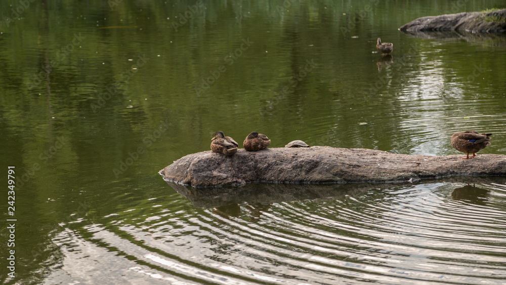Fototapeta premium Ducks in Central Park