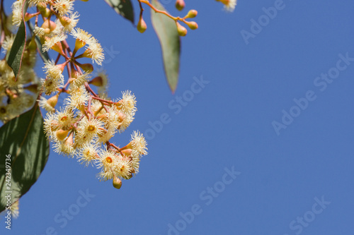 Young Soap mallee (Eucalyptus diversifolia) flowers on a blue sky background, California