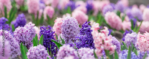 Large flower bed with multi-colored hyacinths, traditional easter flowers, flower background, easter background