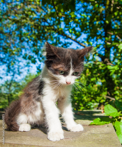 Portrait of black white fluffy mongrel kitten sitting in garden daytime lighting. Adorable small cat.