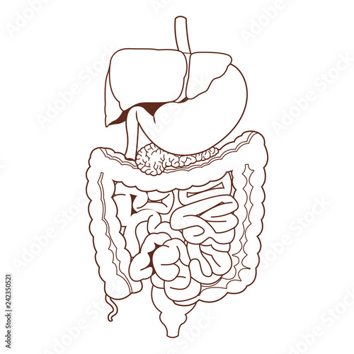 anatomy human organ cartoon