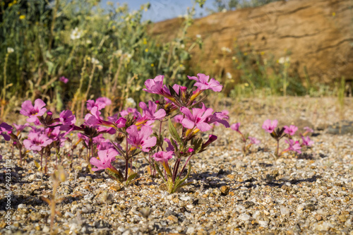Purple Mat (Nama demissa), Anza Borrego Desert State Park, California