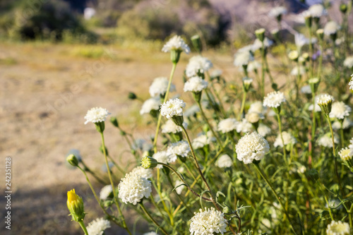 Shrub of Chaenactis fremontii (Fremont's pincushion or Desert pincushion) wildflower, Anza Borrego Desert State Park, California photo