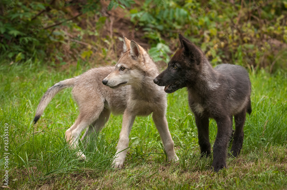 Two Grey Wolf (Canis lupus) Pups Look Left Summer Two Grey Wolf (Canis lupus) Pups Look Left Summer