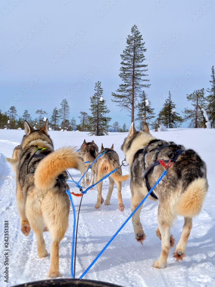 Rear view of dogs sledding on snow covered landscape against clear sky in forest Rear view of dogs sledding on snow covered landscape against clear sky in forest