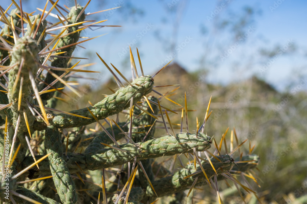 Diamond cholla / branched pencil cholla (Cylindropuntia ramosissima), Joshua Tree National Park, California