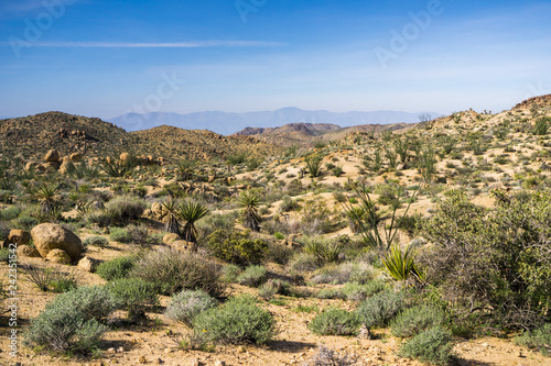 Landscape in Joshua Tree National Park, California