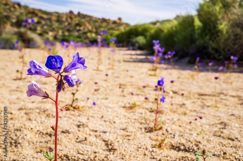 Desert bells (Phacelia campanularia) flowers, Joshua tree national park, California photo