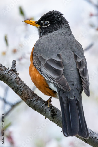 American Robin perched on a branch in a flowering tree