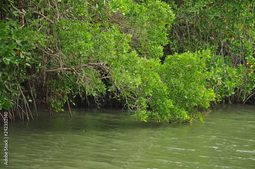 river in the mangrove forest