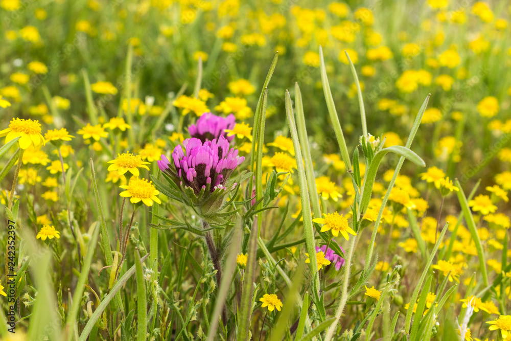 Owl's clover (Castilleja exserta) blooming among Goldfield flowers, California Owl's clover (Castilleja exserta) blooming among Goldfield flowers, California