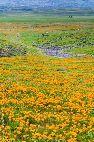 Fields of California Poppy (Eschscholzia californica) during peak blooming time, Antelope Valley California Poppy Reserve