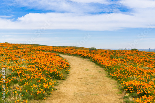 Konstfotografi Trail on the hills of Antelope Valley California Poppy Reserve during blooming t