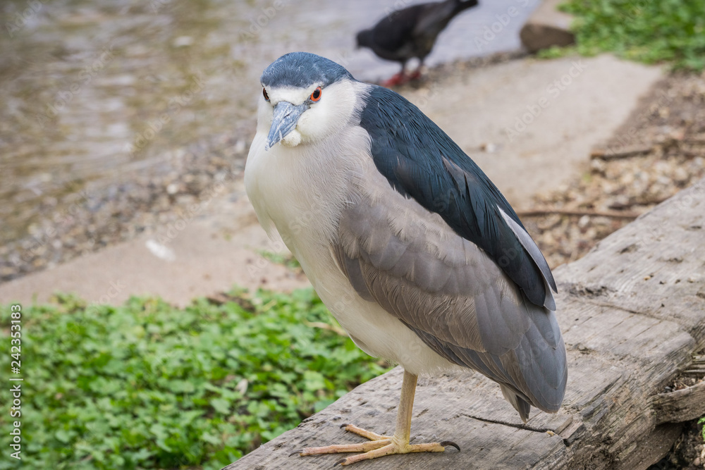 Fototapeta premium Close up of Black-crowned Night-Heron - Nycticorax, Lake Merritt, Oakland, California