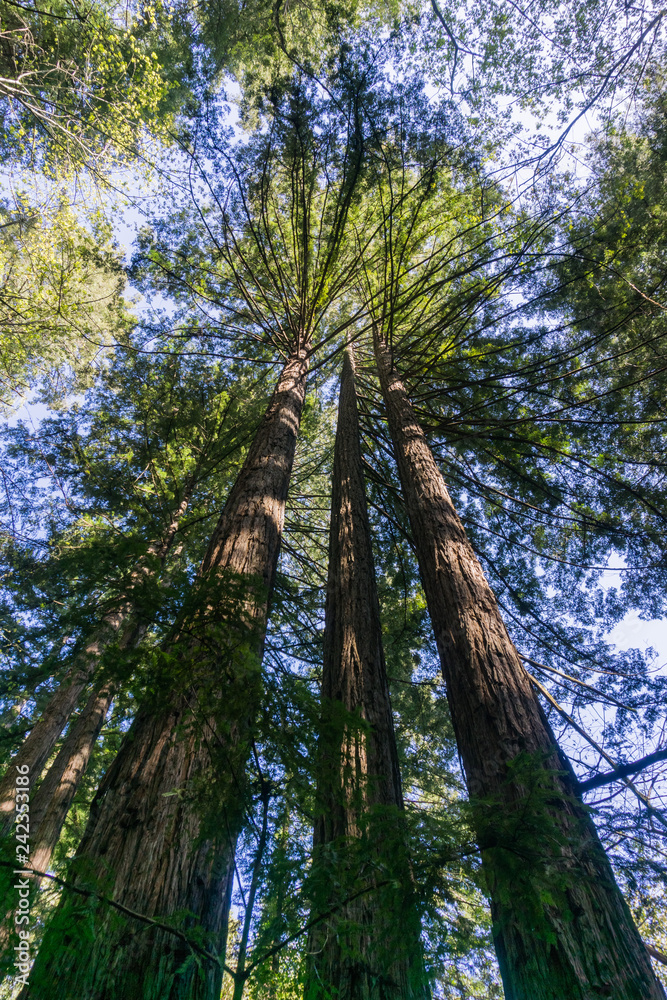 Fototapeta premium Tall Redwood trees (Sequoia sempervirens), California