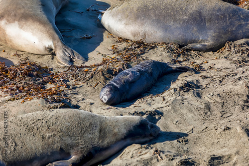 Baby Pup Seal with Elephant Seals