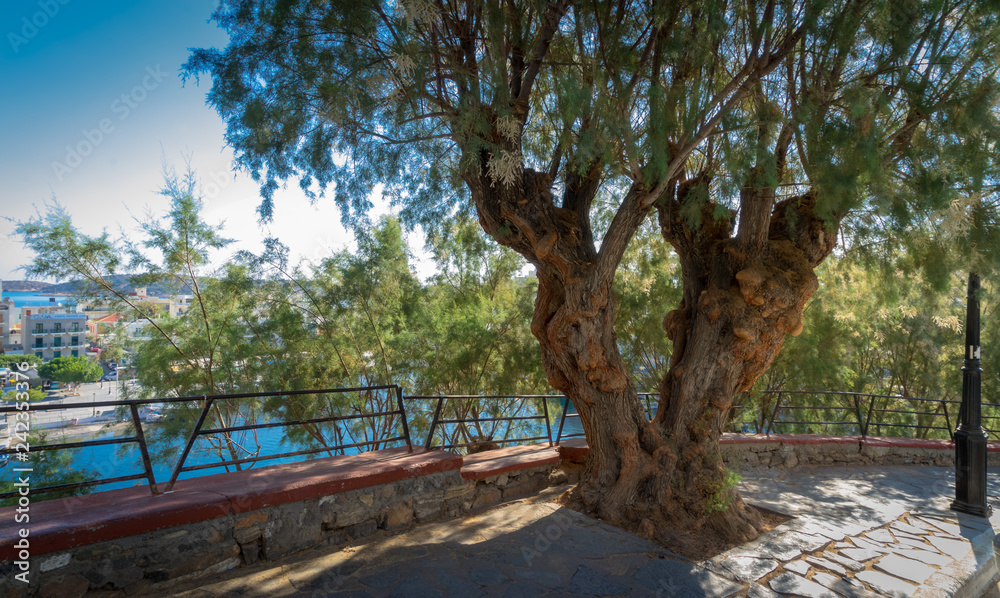 Agios Nikolaos, Crete - 10 01 2018: The city of Agios Nikolaos. Around the lake, a tree