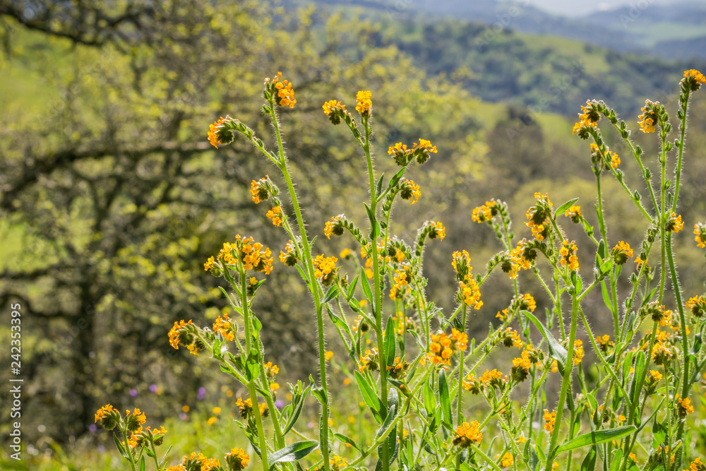 Fototapeta premium Close up of Fiddleneck (Amsinckia tesselata) wildflowers blooming on the hills, California