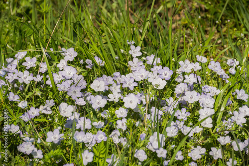 Baby Blue Eyes (Nemophila menziesii) wildflowers, California