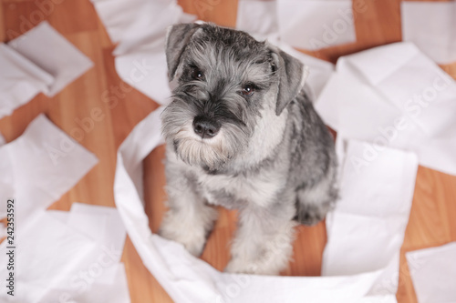 Naughty cute schnauzer puppy dog made a mess at home. The dog is home alone. 