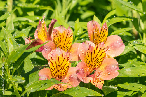 Fototapeta Naklejka Na Ścianę i Meble -  closeup of orange alstromeria flowers in bloom with raindrops 