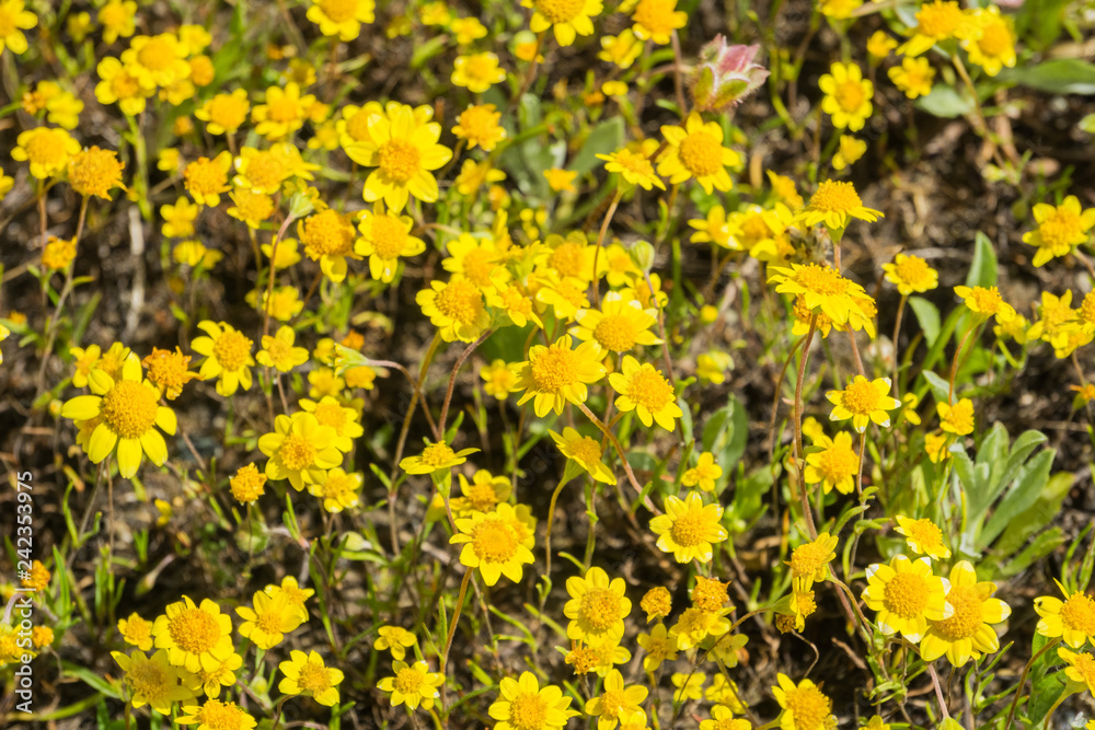 Goldfields blooming on meadows, view from above, California Goldfields blooming on meadows, view from above, California