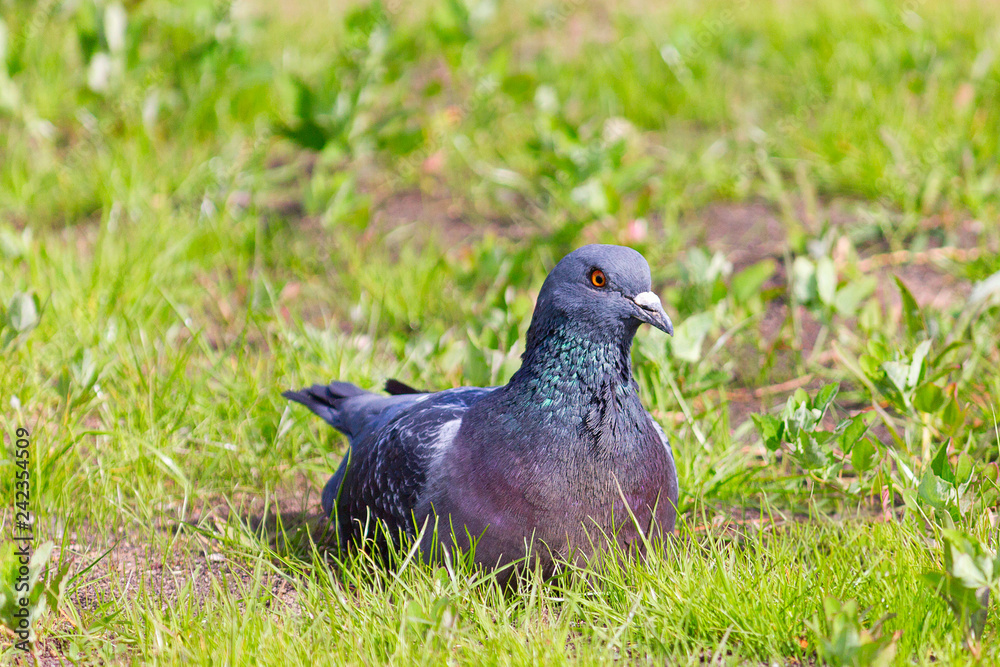 City pigeon sitting in the green grass and looking around City pigeon sitting in the green grass and looking around