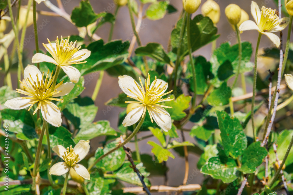Clematis lasiantha (Pipestem Clematis) blooming in spring, Pinnacles National Park, California