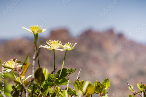 Clematis lasiantha (Pipestem Clematis) blooming in spring, blurred rocks and blue sky background, Pinnacles National Park, California photo