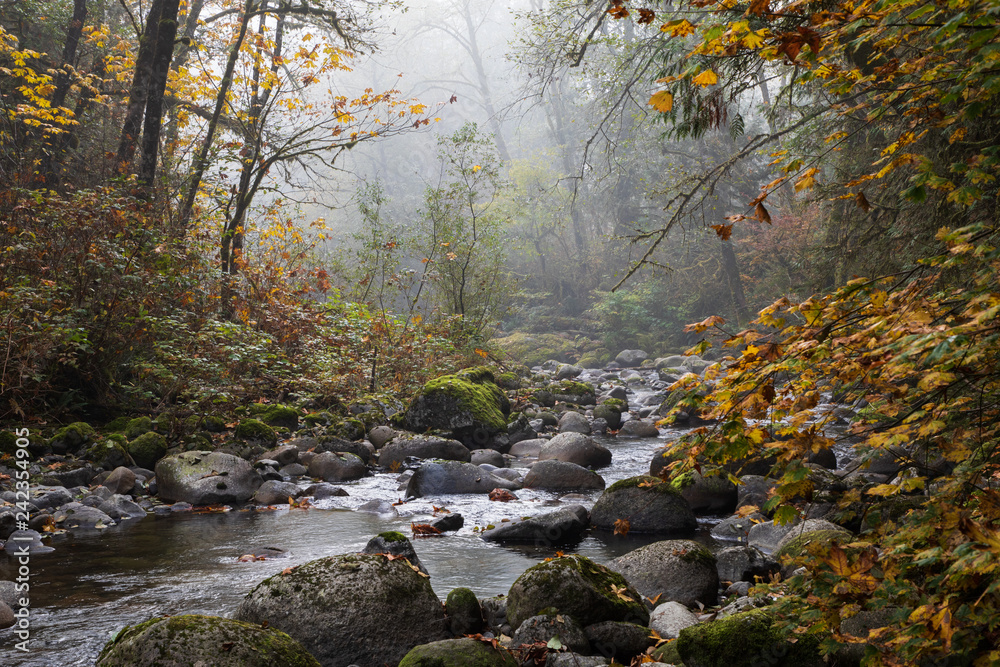 Autumn leaves in the mist at Wallace Falls Park Autumn leaves in the mist at Wallace Falls Park