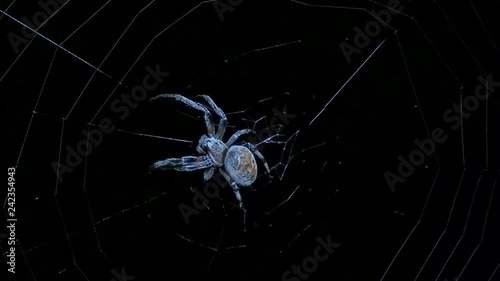 big spider on the night hunt
