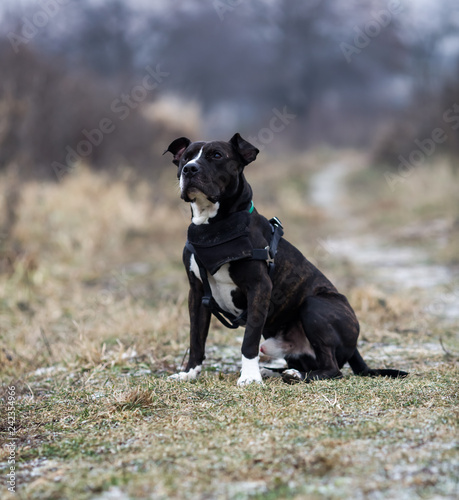 Portrait of a dog of breed Staffordshire terrier