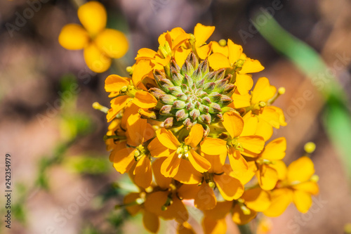 Western wallflower (Erysimum capitatum) blooming in spring, Pinnacles National Park, California