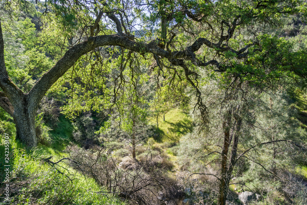 Hiking through the forest in the spring, Pinnacles National Park, California Hiking through the forest in the spring, Pinnacles National Park, California