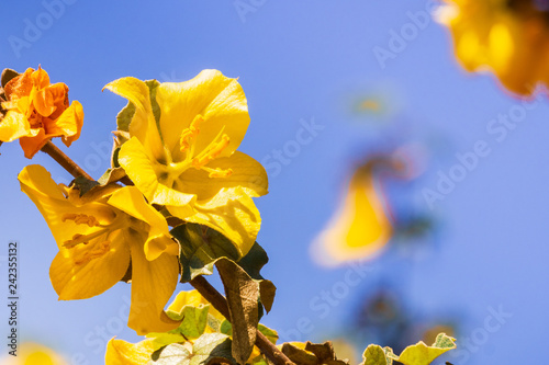 California Flannelbush (Fremontodendron californicum) flowering in spring, California photo