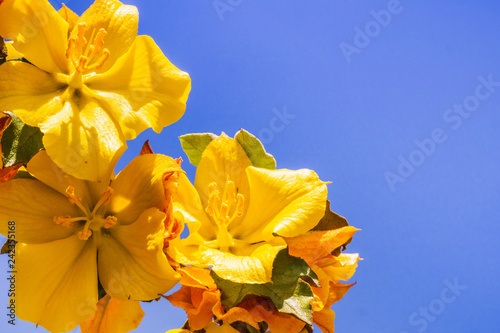 California Flannelbush (Fremontodendron californicum) flowering in spring, California photo