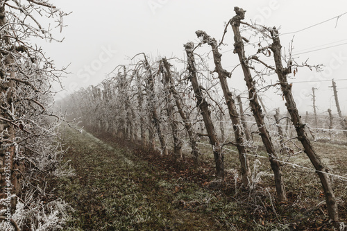 Fruit trees covered by ice during the winter on Lleida (Spain). Morning frost on fruit trees.