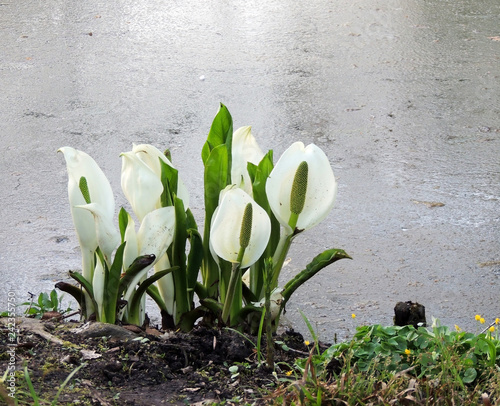 Lysichiton of Kamchatka, Lysichiton camtschatcensis, during flowering photo