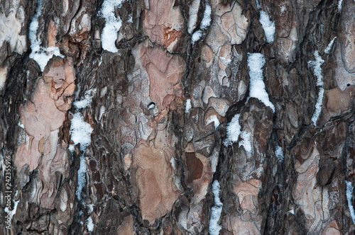 The texture of a pine tree in the forest