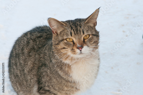 Lonely cat on a white snow outdoor background