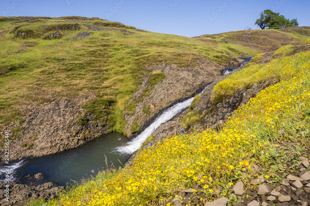 Goldfield wildflowers on the hills of North Table Mountain, fast running creek in the background, Oroville, California