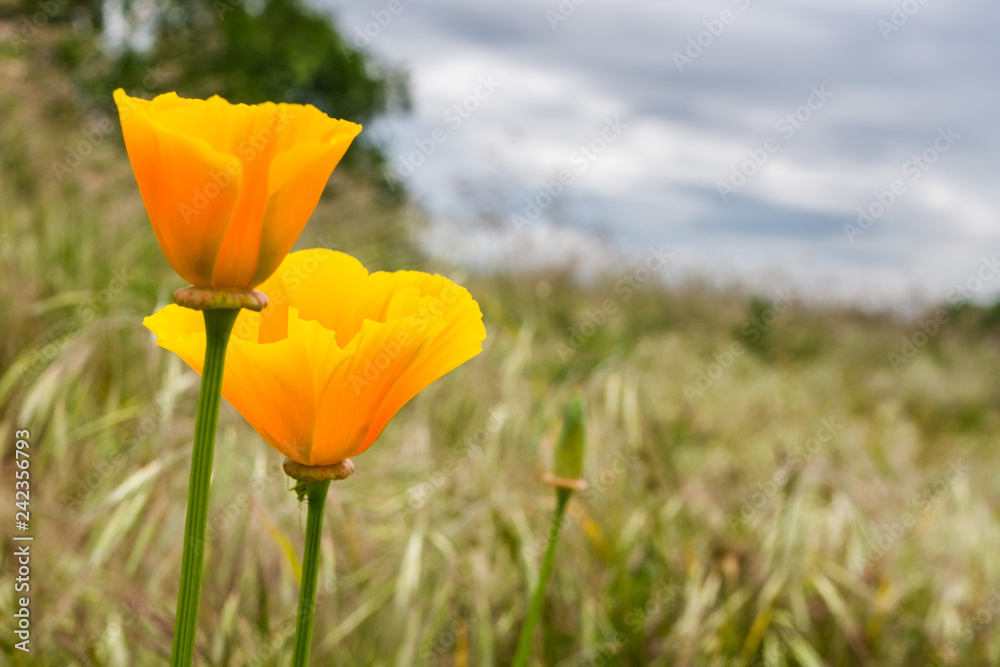 Naklejka premium California Poppies (Eschscholzia californica) growing on a field on a blue cloudy background, California