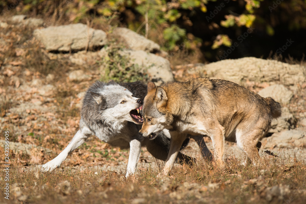eastern timber wolf