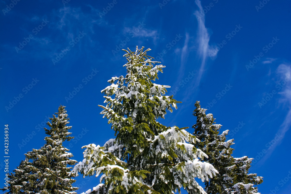 Spruces in Snow Spruces in Snow