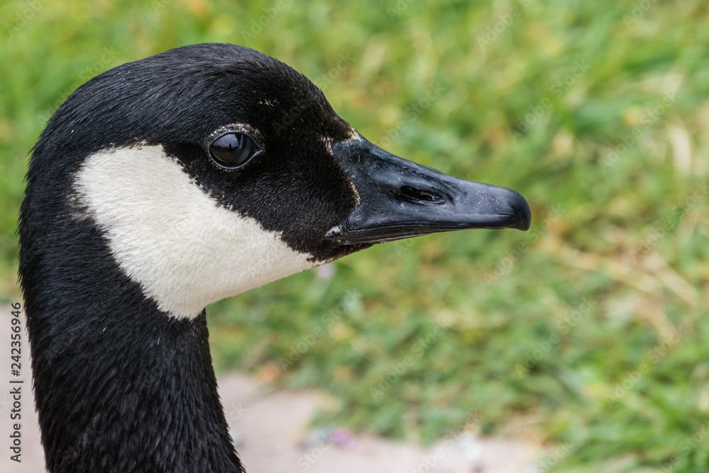 Close up of Canada goose head, California Close up of Canada goose head, California