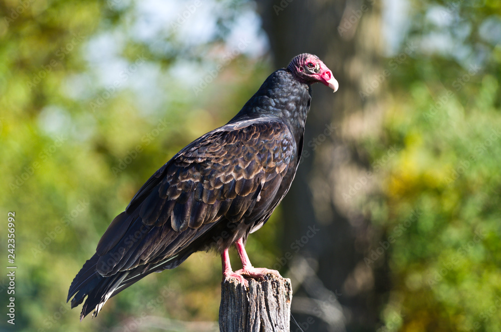 Turkey Vulture Turkey Vulture