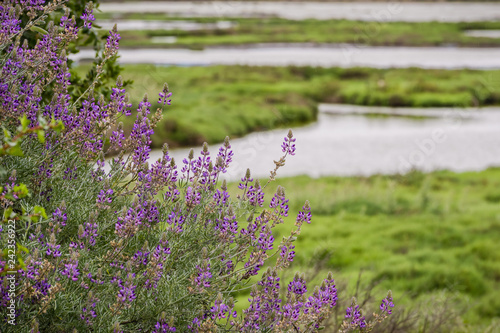 Lupine flowers growing on the shores of Alviso Marsh, Don Edwards Wildlife refuge, San Jose, California photo